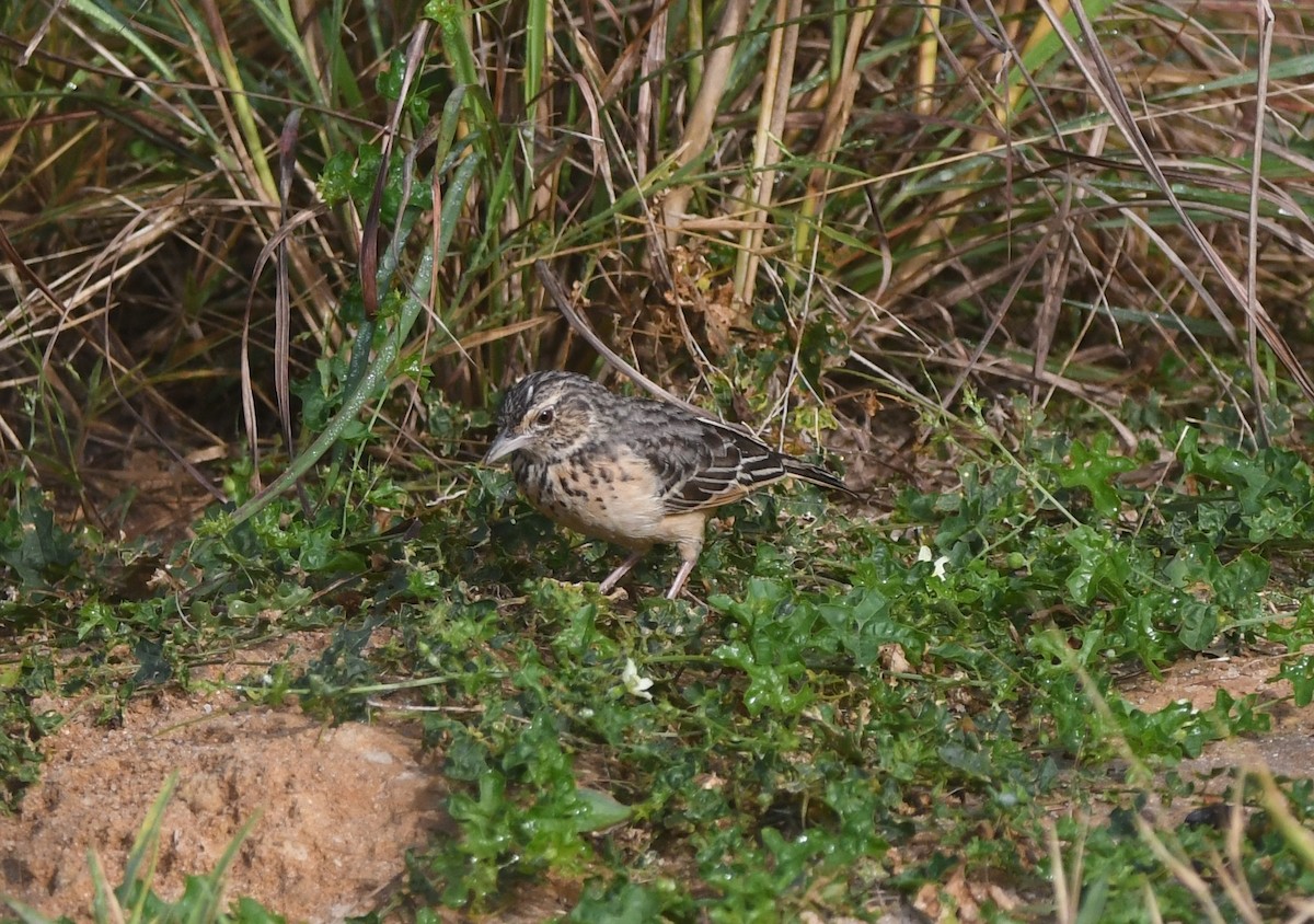 Flappet Lark - ML640708074