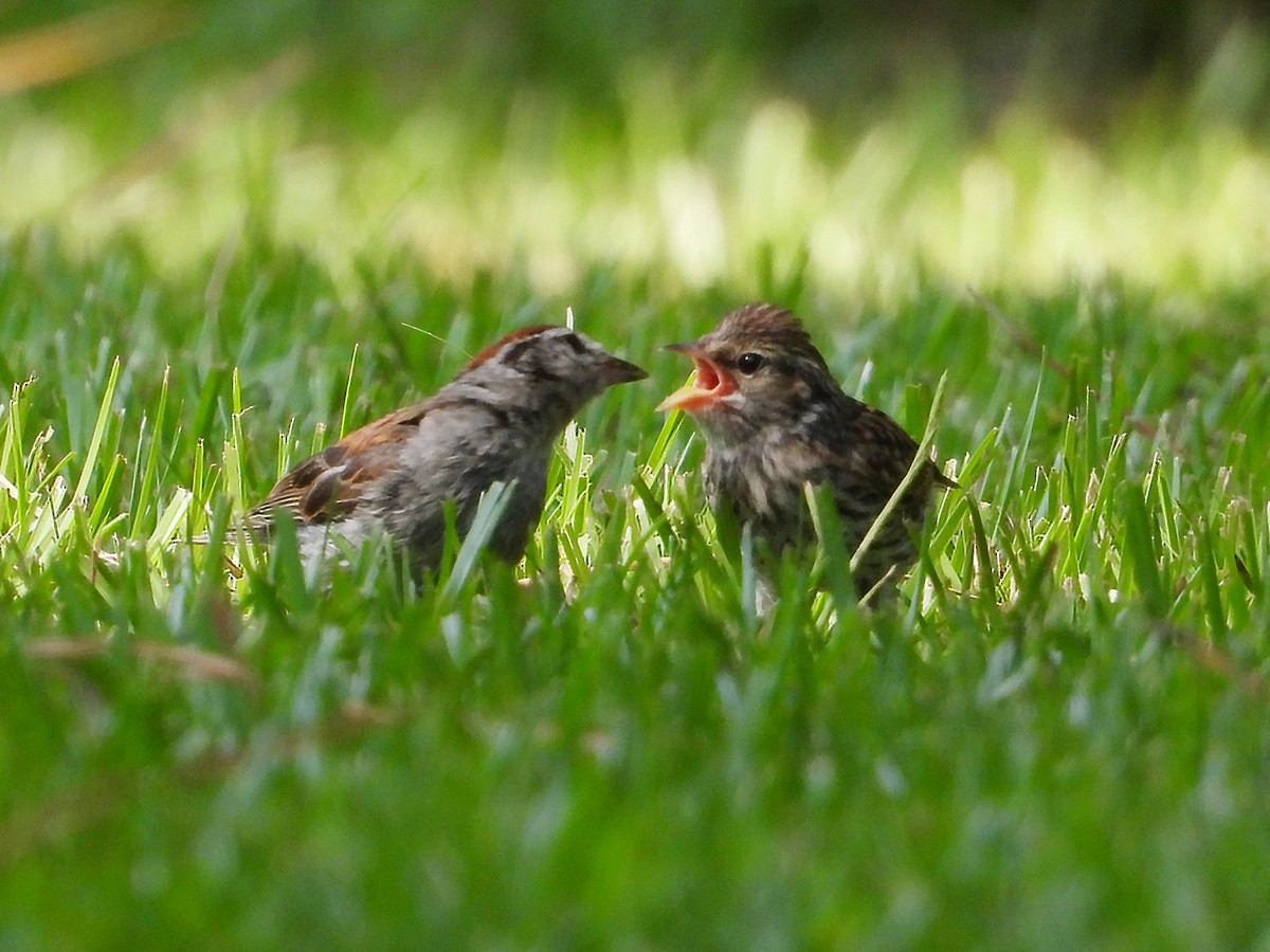 Chipping Sparrow - ML640708078