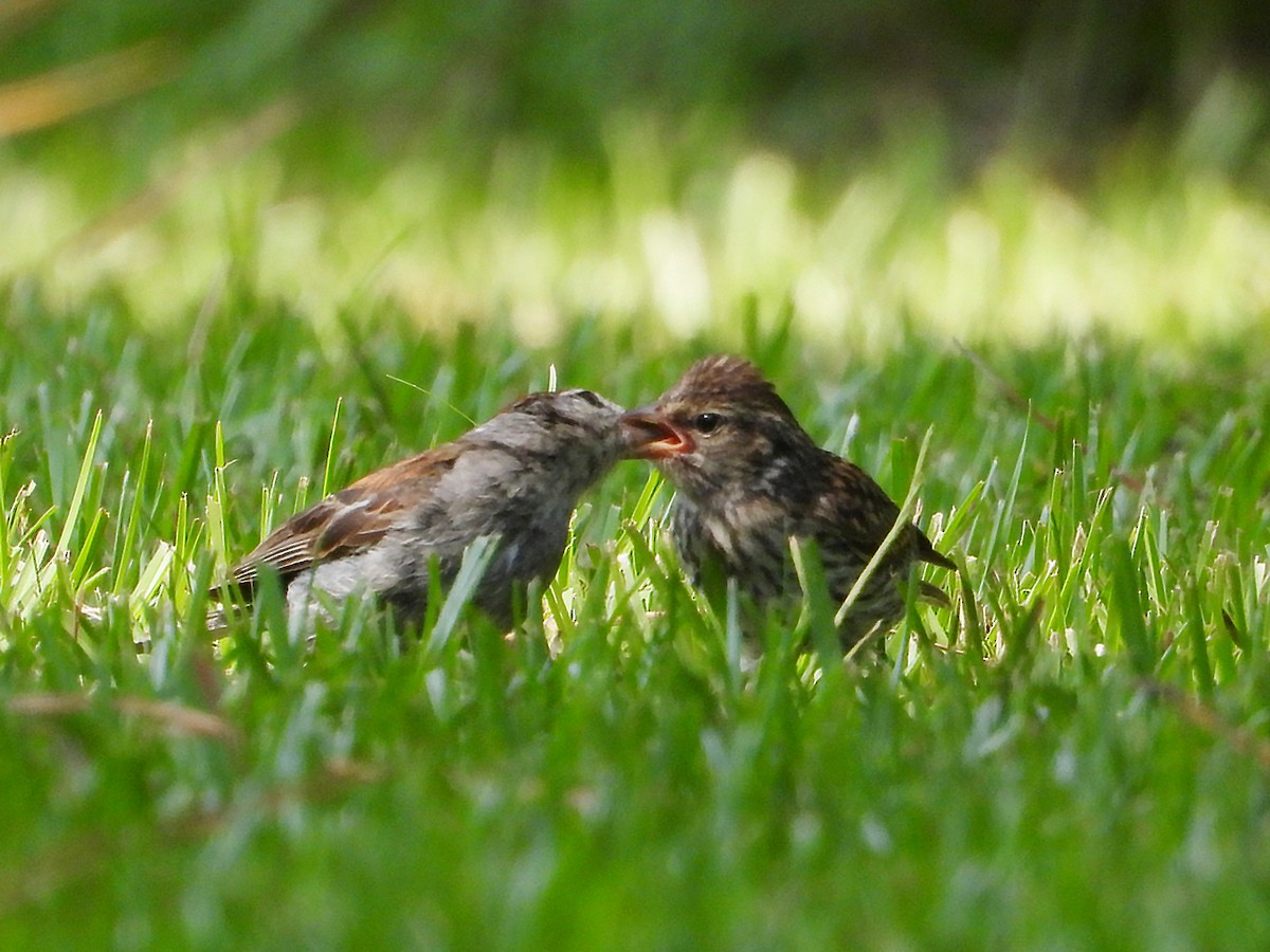 Chipping Sparrow - ML640708079