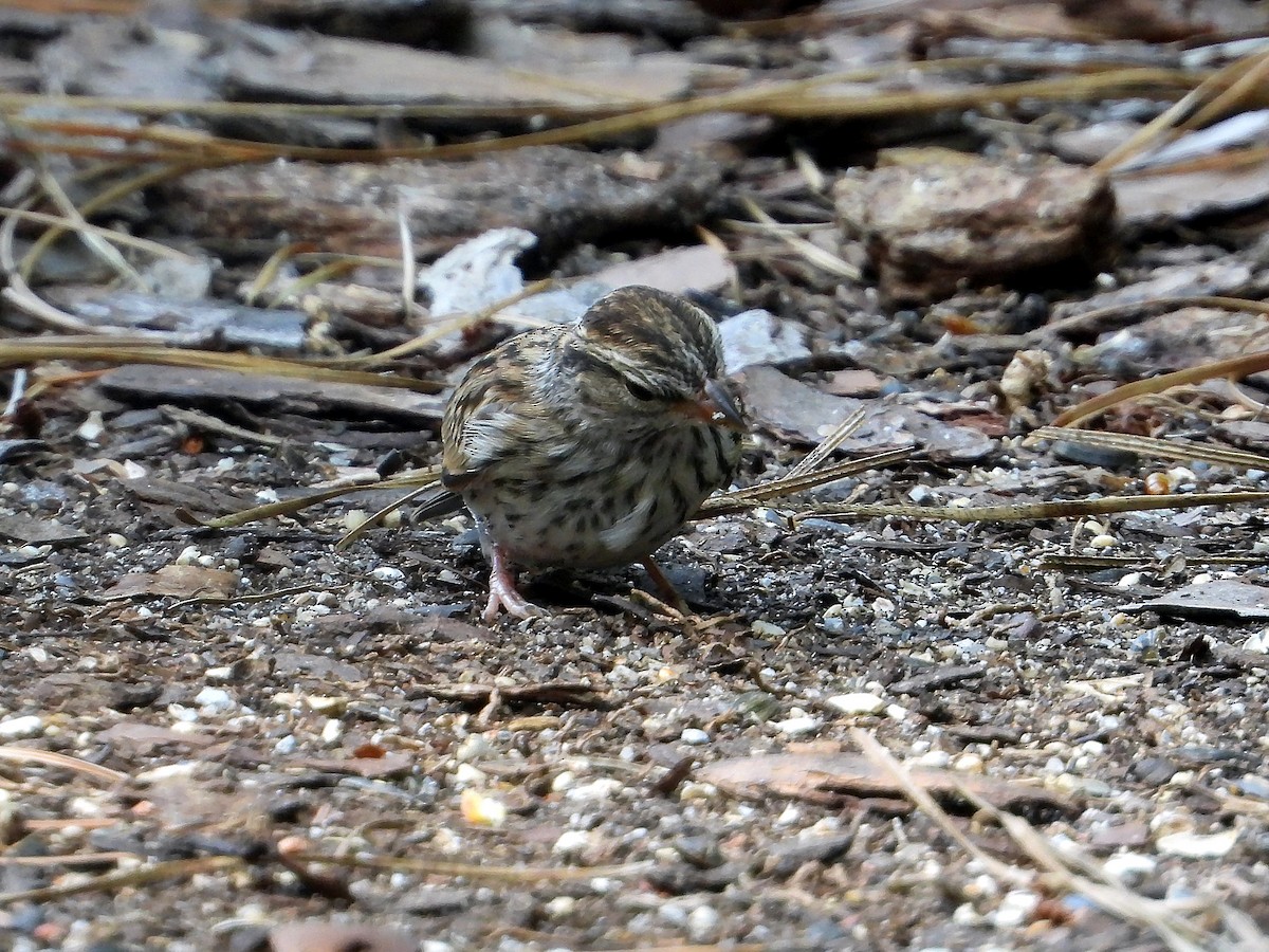 Chipping Sparrow - ML640708083