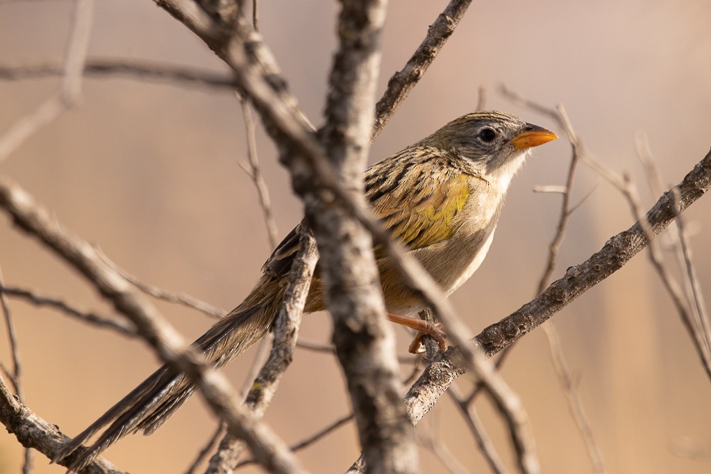 Wedge-tailed Grass-Finch - ML640708086