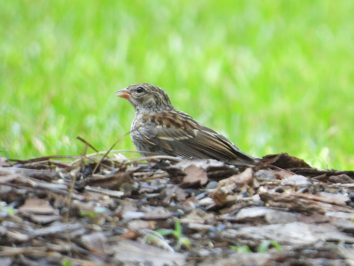 Chipping Sparrow - ML640708094