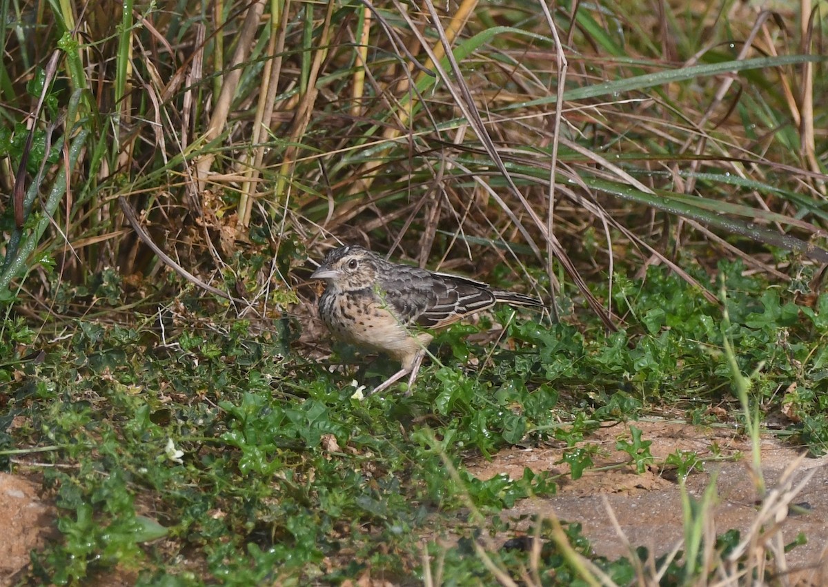 Flappet Lark - ML640708095