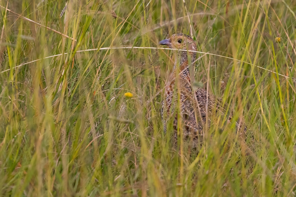 Gray-winged Francolin - ML640708098