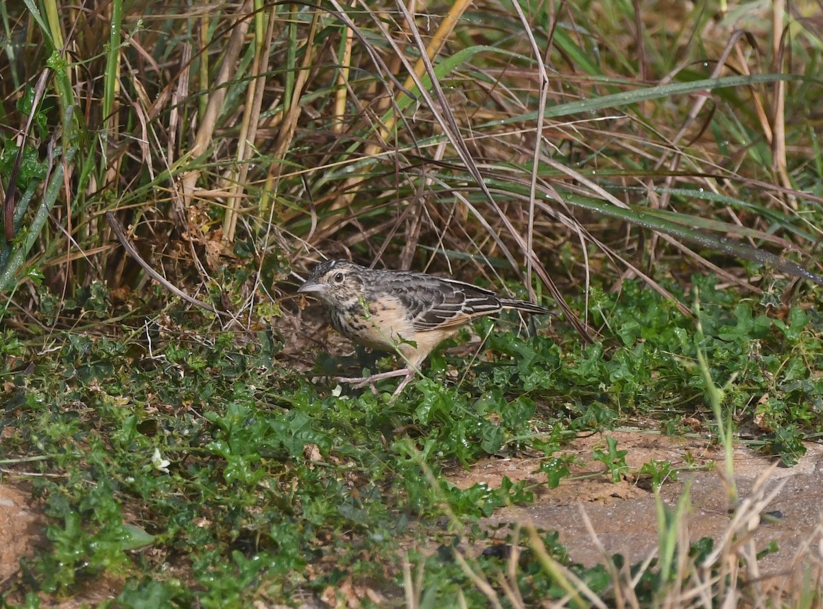 Flappet Lark - ML640708109