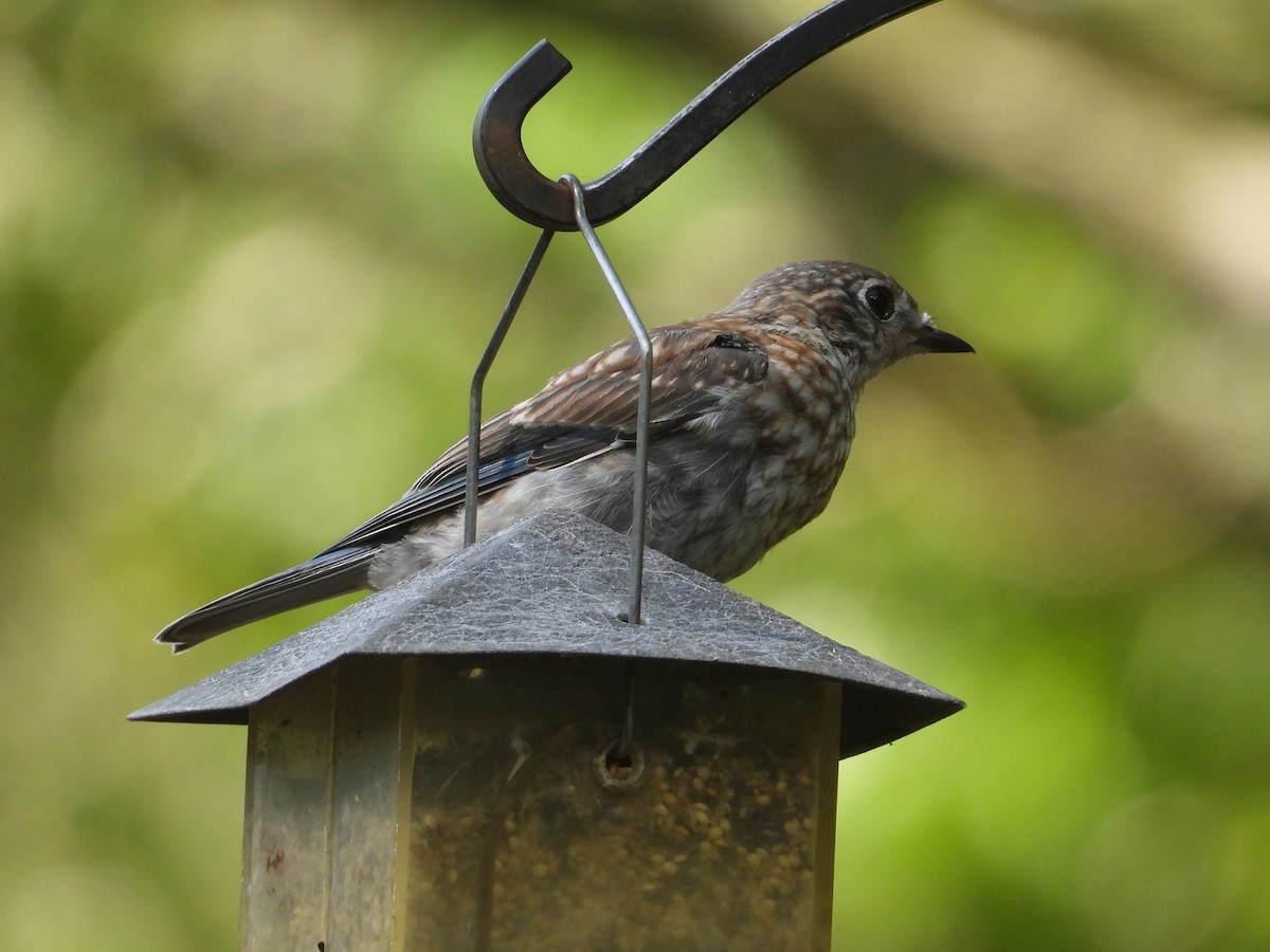 Eastern Bluebird (Eastern) - ML640708116