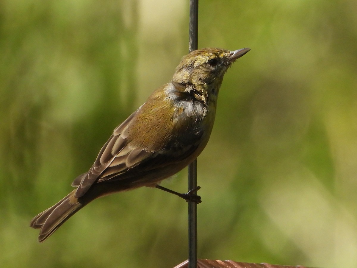 Pine Warbler - ML640708137