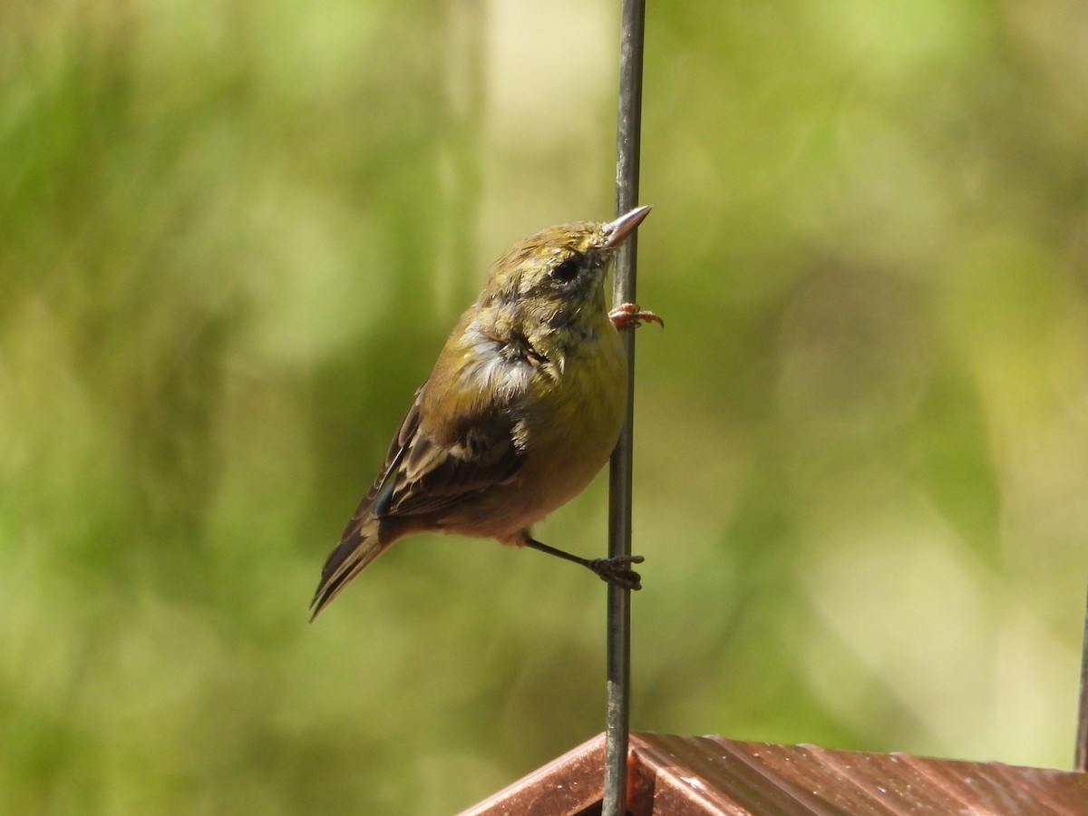 Pine Warbler - ML640708138