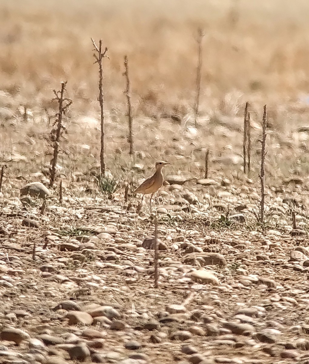 Cream-colored Courser - ML640708143