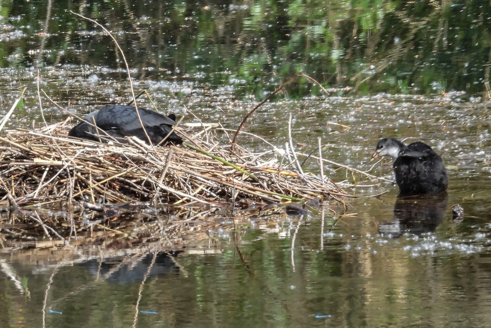 Eurasian Coot - ML640708147
