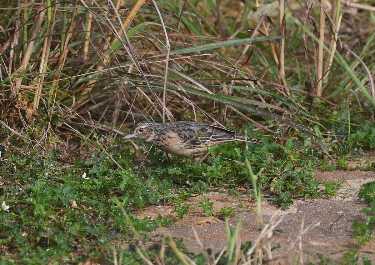 Flappet Lark - ML640708149