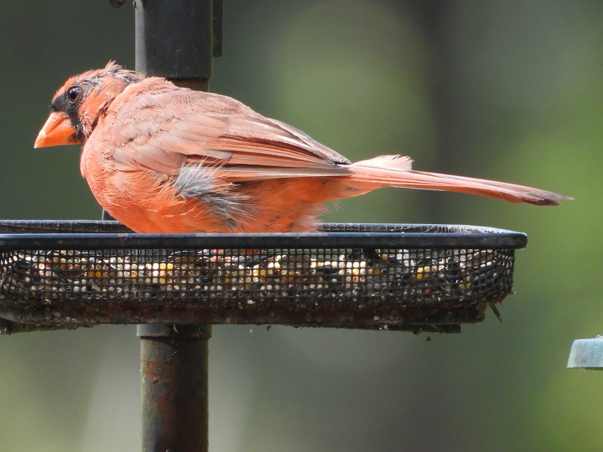 Northern Cardinal - ML640708154