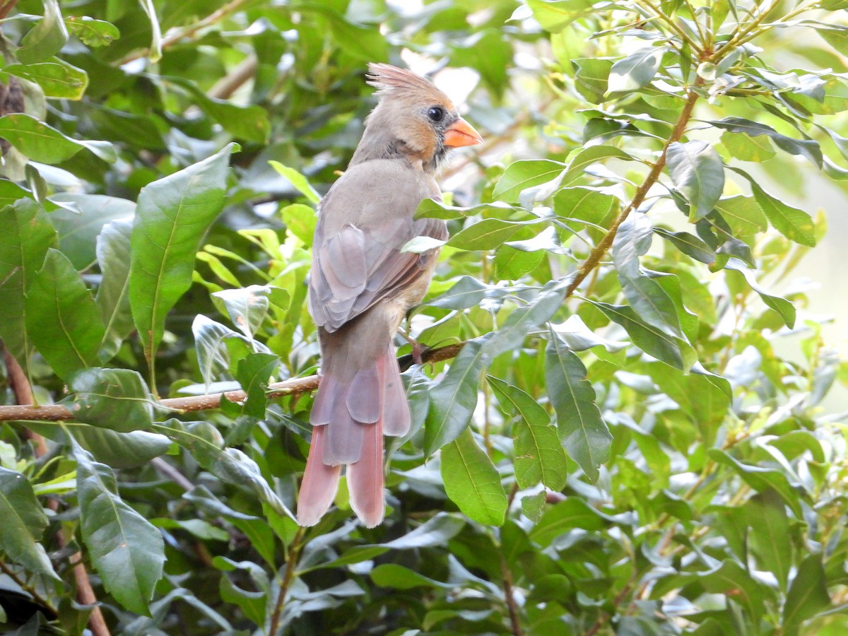 Northern Cardinal - ML640708158