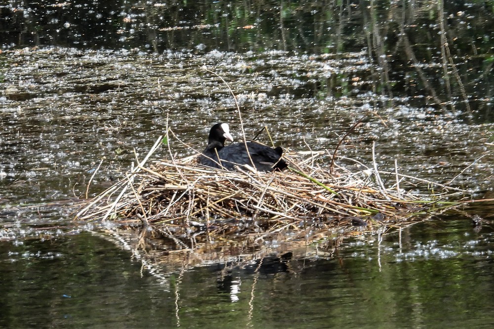 Eurasian Coot - ML640708159
