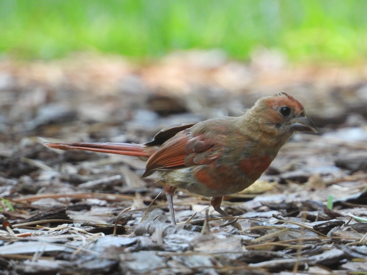 Northern Cardinal - ML640708163