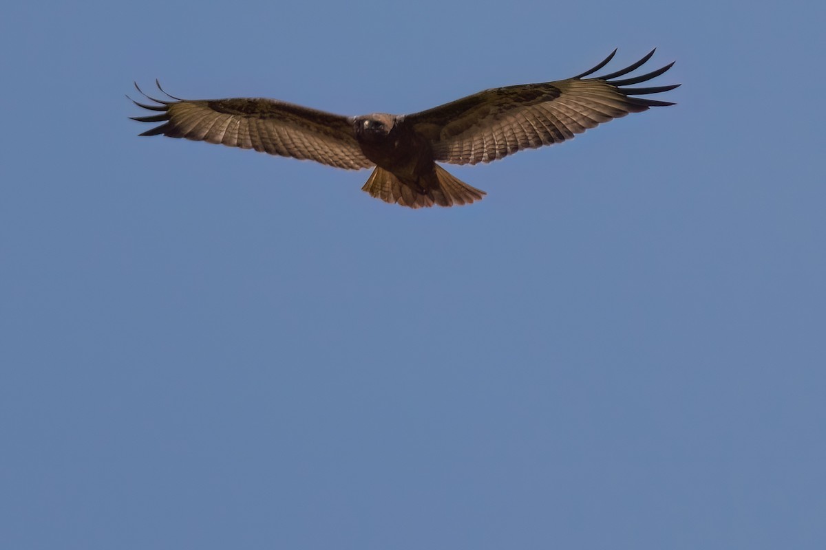 Mäusebussard (vulpinus/menetriesi) - ML640708182