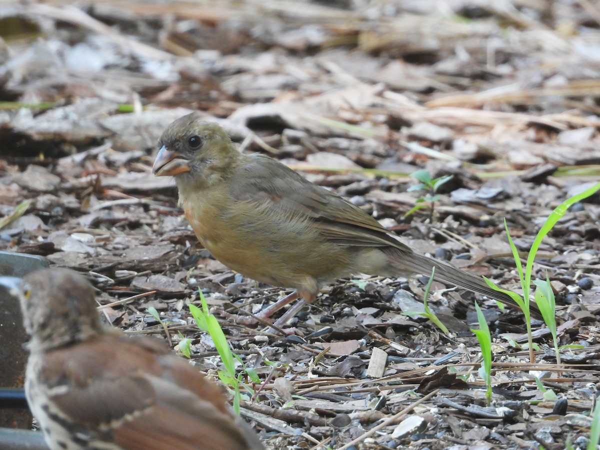 Northern Cardinal - ML640708183