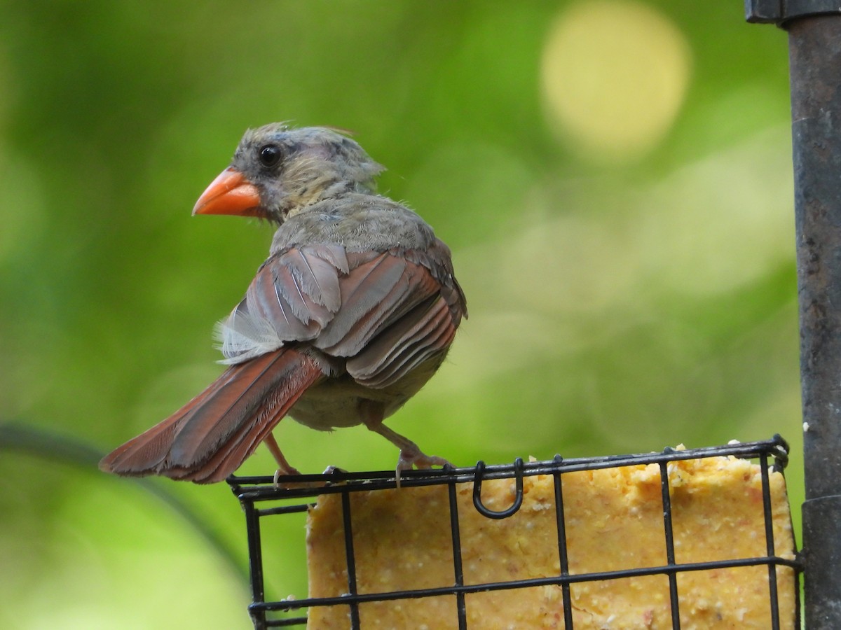 Northern Cardinal - ML640708188
