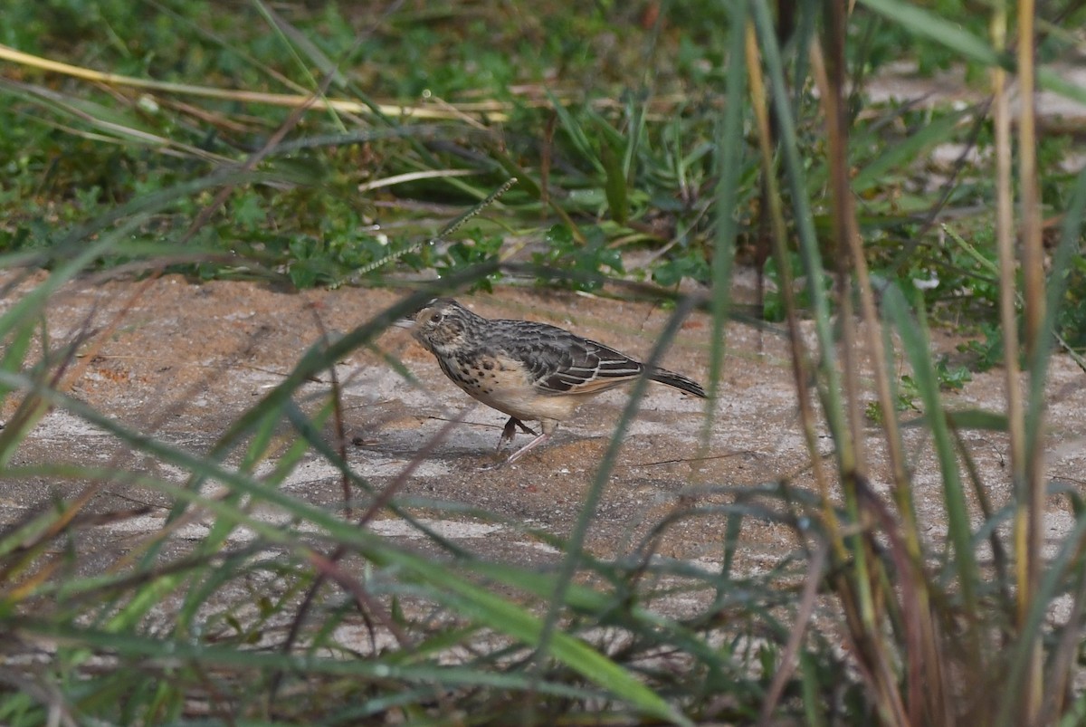 Flappet Lark - ML640708258