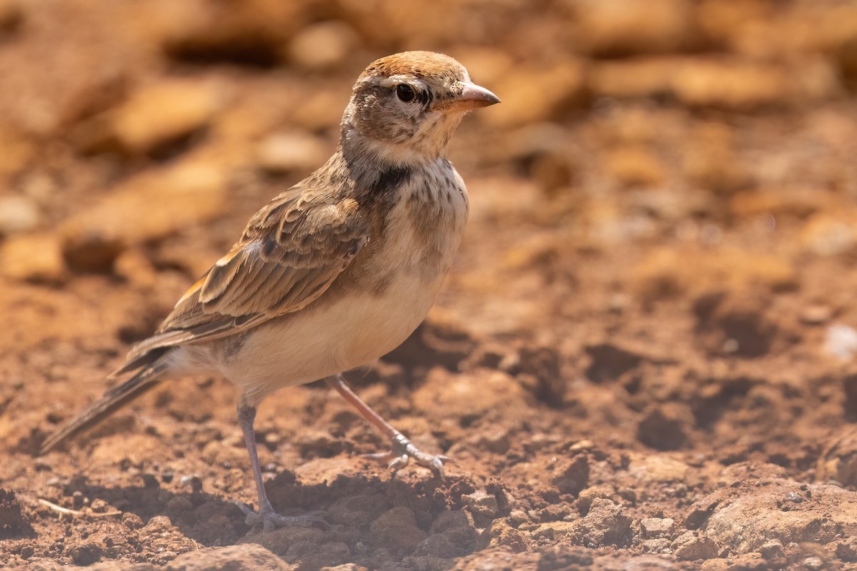 Red-capped Lark - ML640708295