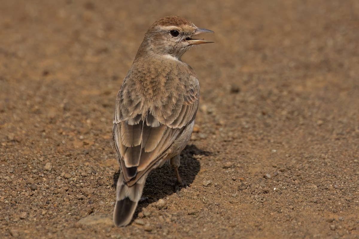 Red-capped Lark - ML640708296