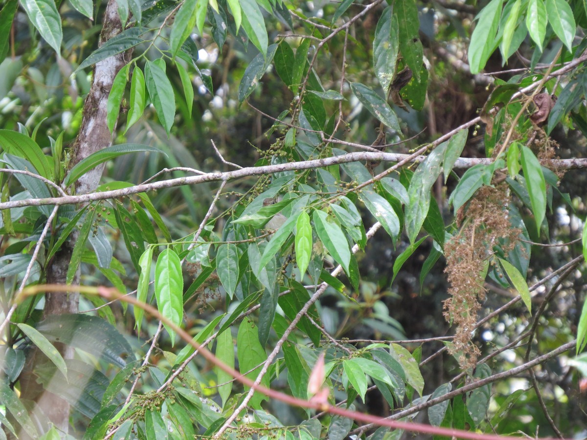 Mountain Elaenia - ML640708298