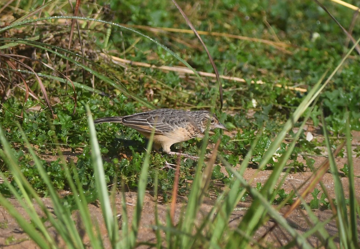 Flappet Lark - ML640708300