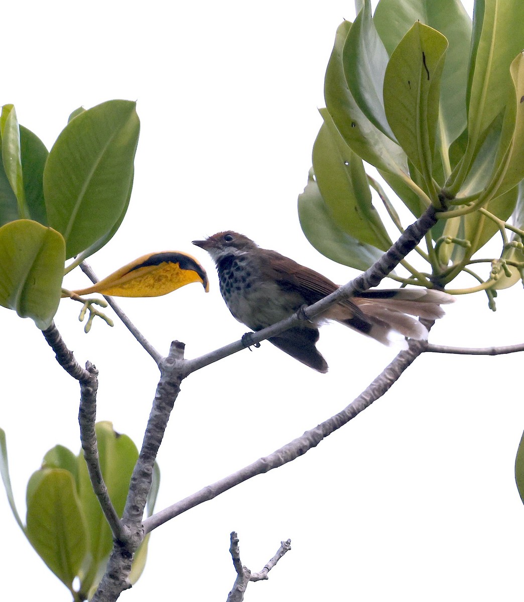 Louisiade Fantail - ML640708307