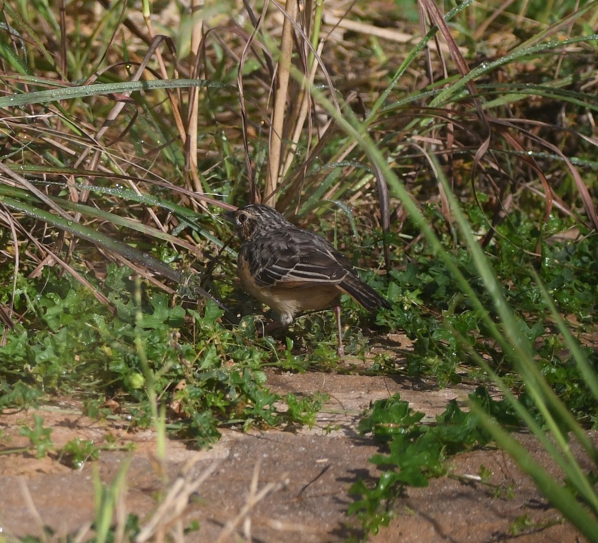 Flappet Lark - ML640708308
