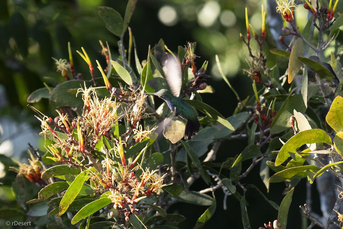 シロスジエメラルドハチドリ - ML640708381