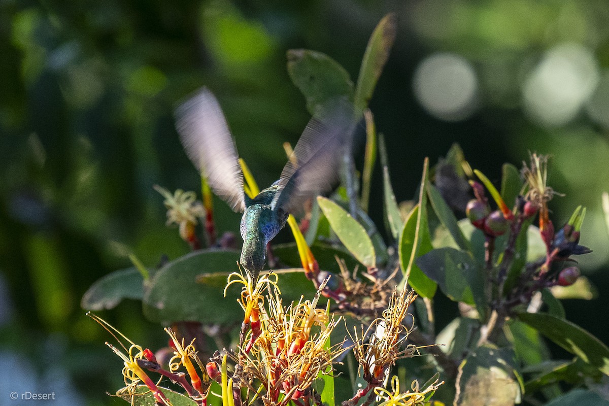 シロスジエメラルドハチドリ - ML640708382