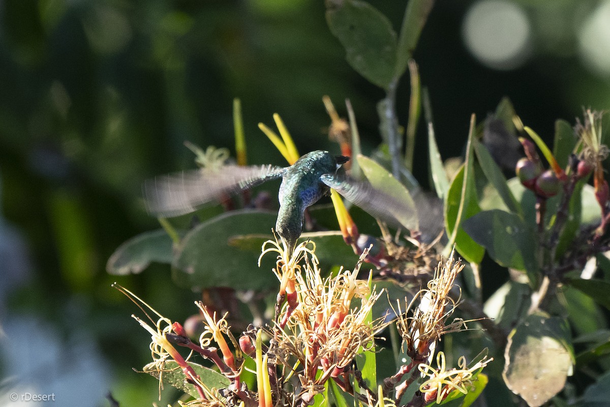 シロスジエメラルドハチドリ - ML640708383