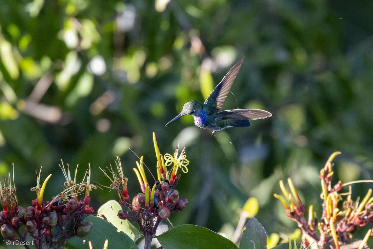 シロスジエメラルドハチドリ - ML640708384