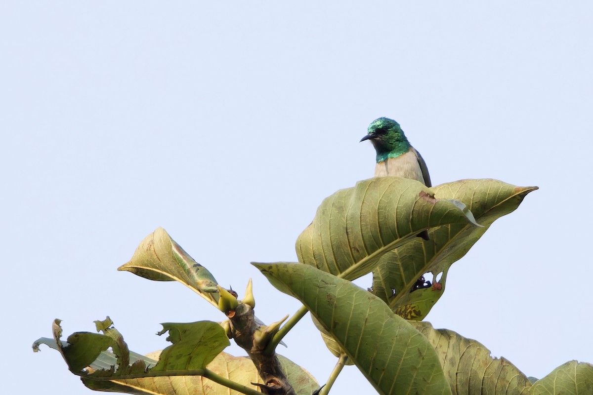 Gray-chinned Sunbird - ML640708453