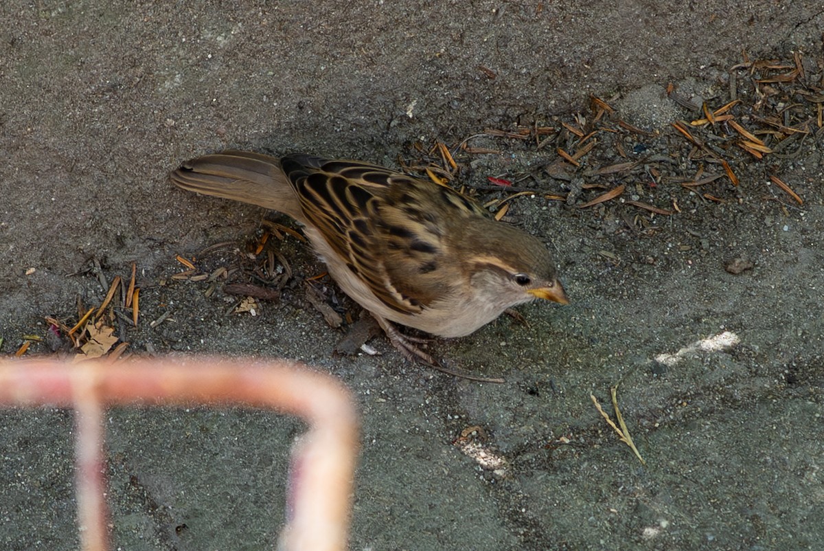 Moineau domestique - ML640708456