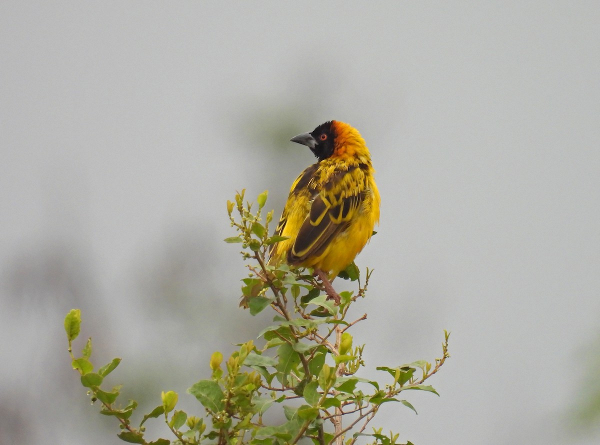 Black-headed Weaver - ML640708464