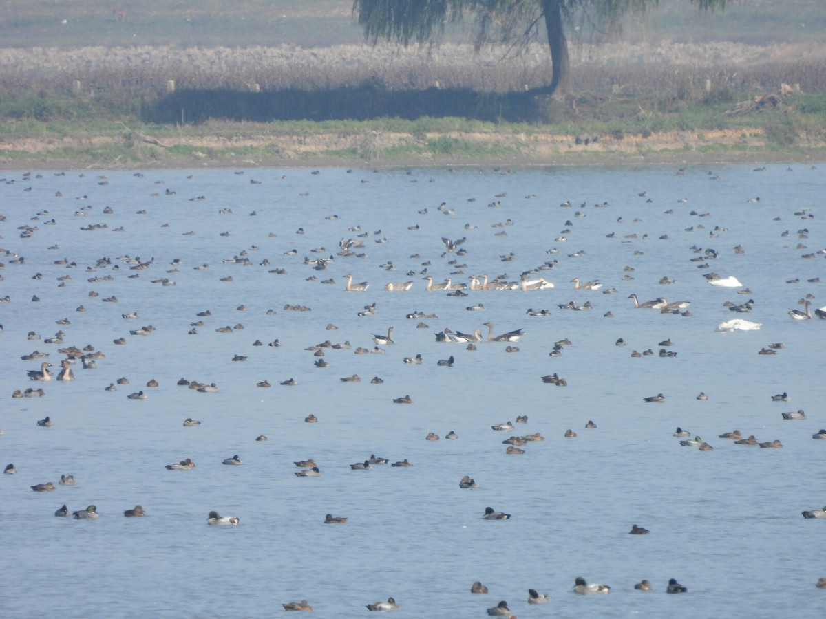 Swan Goose - ML640708470