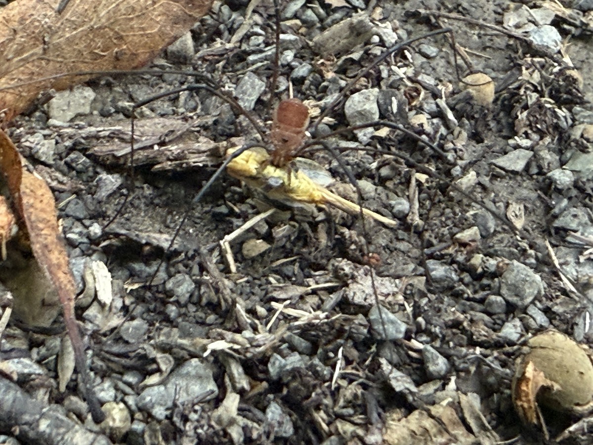 Animaux - ML640708509