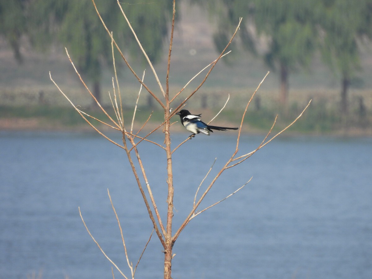 Oriental Magpie - ML640708546