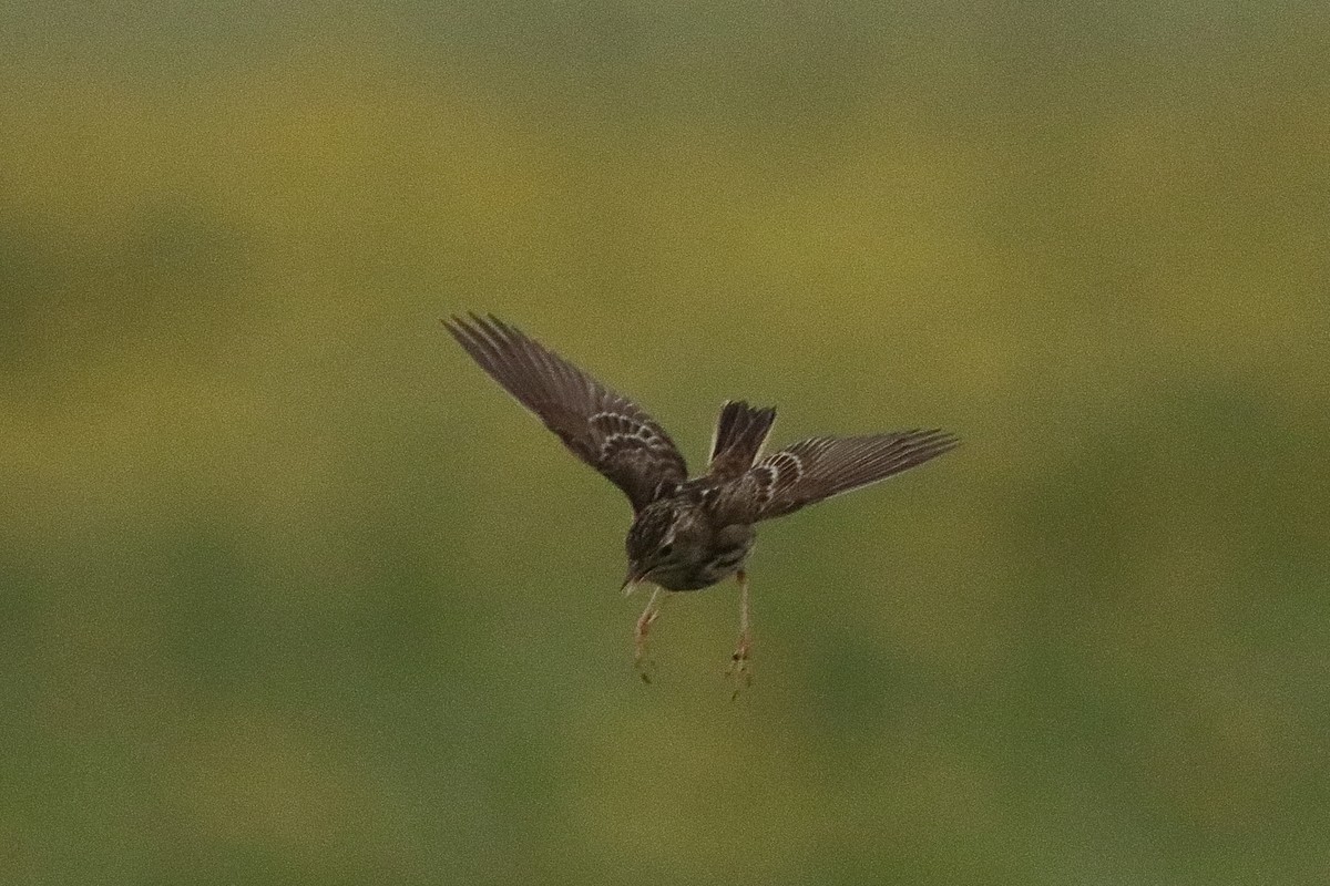 Peruvian Pipit - ML640708559
