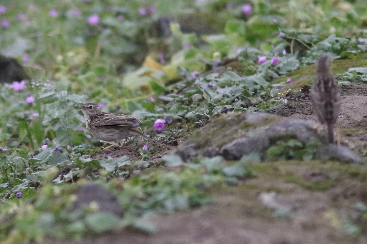 Peruvian Pipit - ML640708560