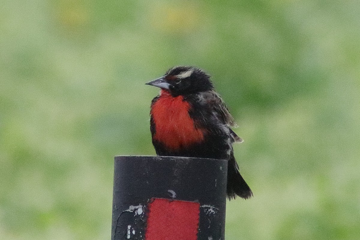 Peruvian Meadowlark - ML640708571