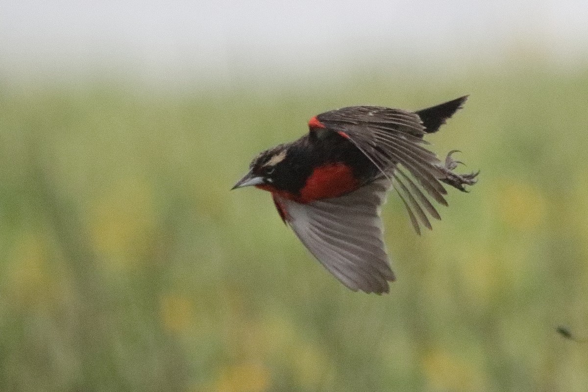Peruvian Meadowlark - ML640708575
