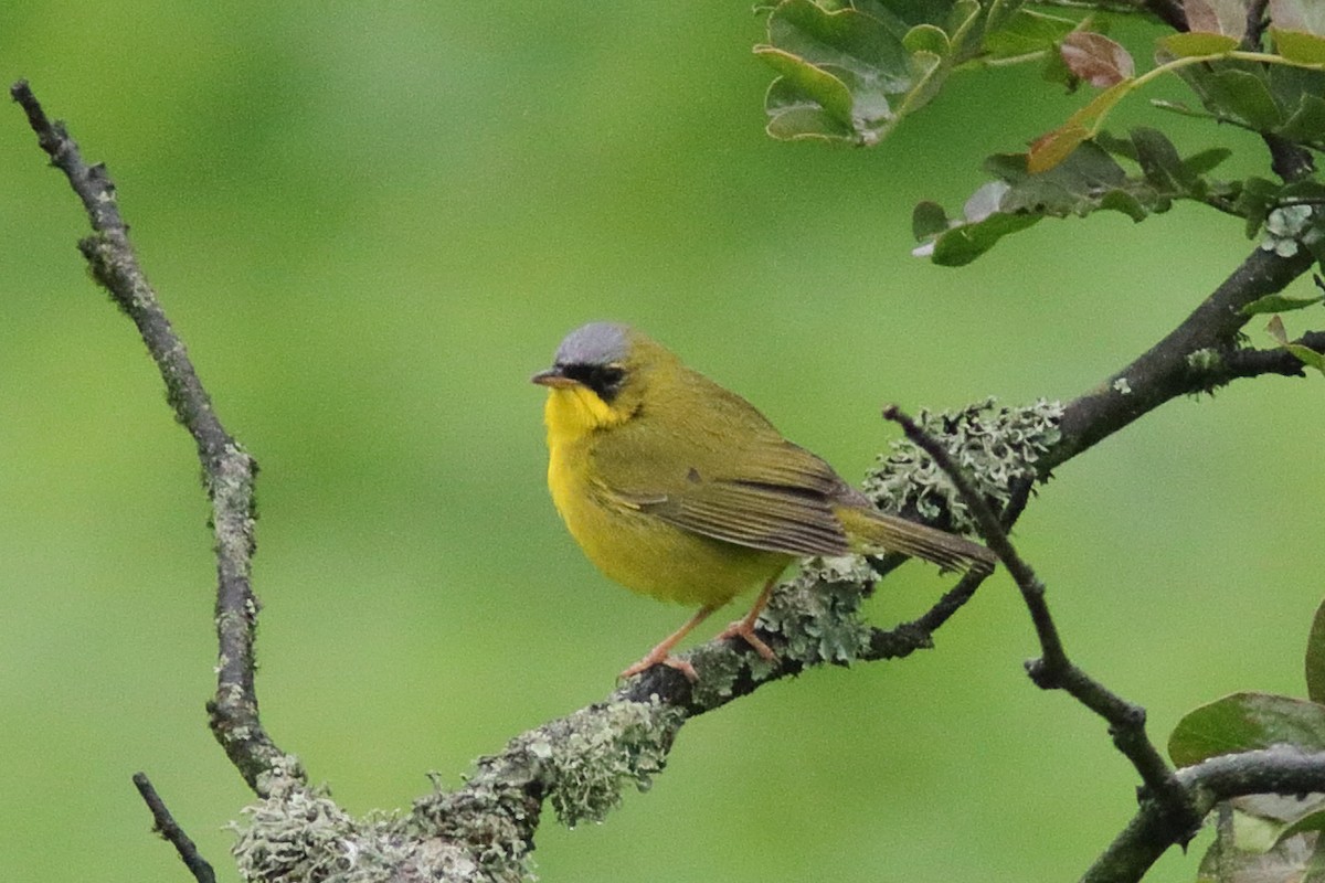 Black-lored Yellowthroat - ML640708587