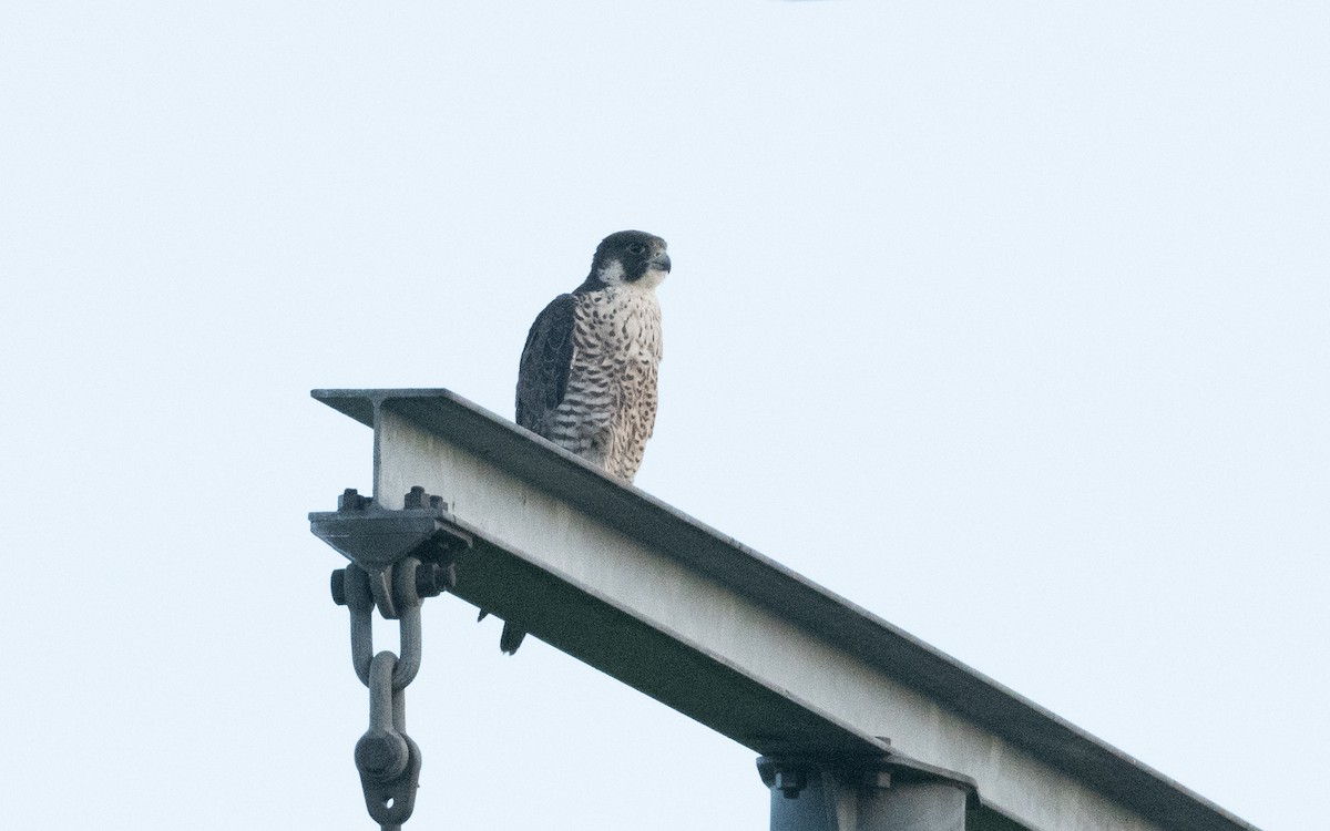Peregrine Falcon - ML640708604