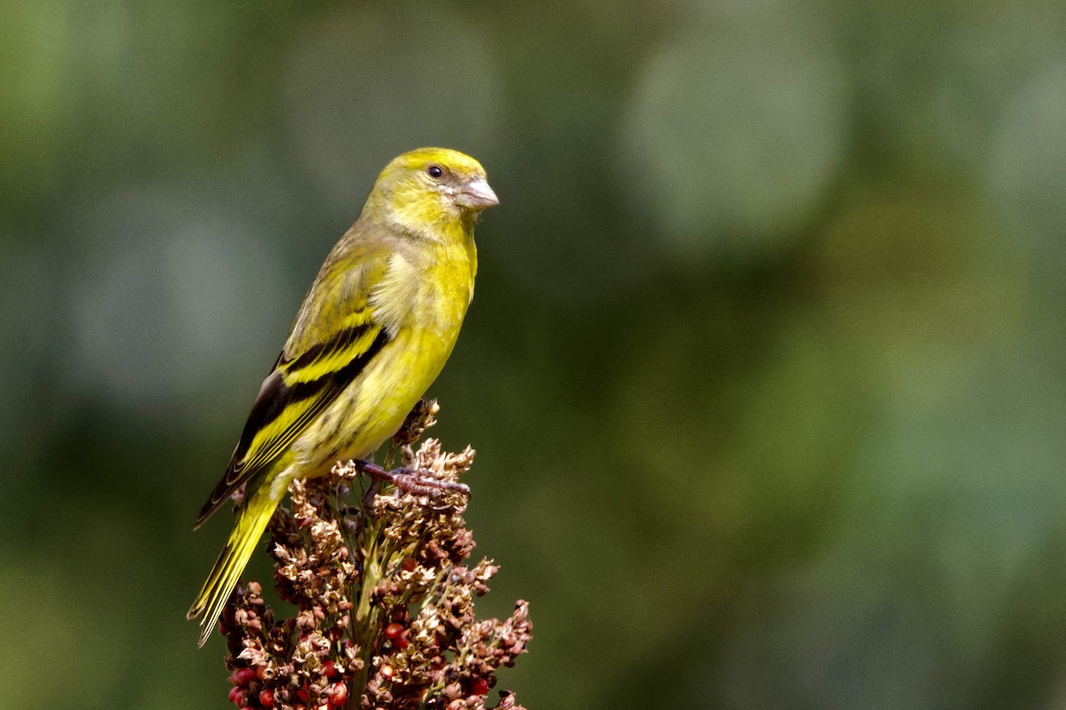 Yellow-crowned Canary - ML640708611