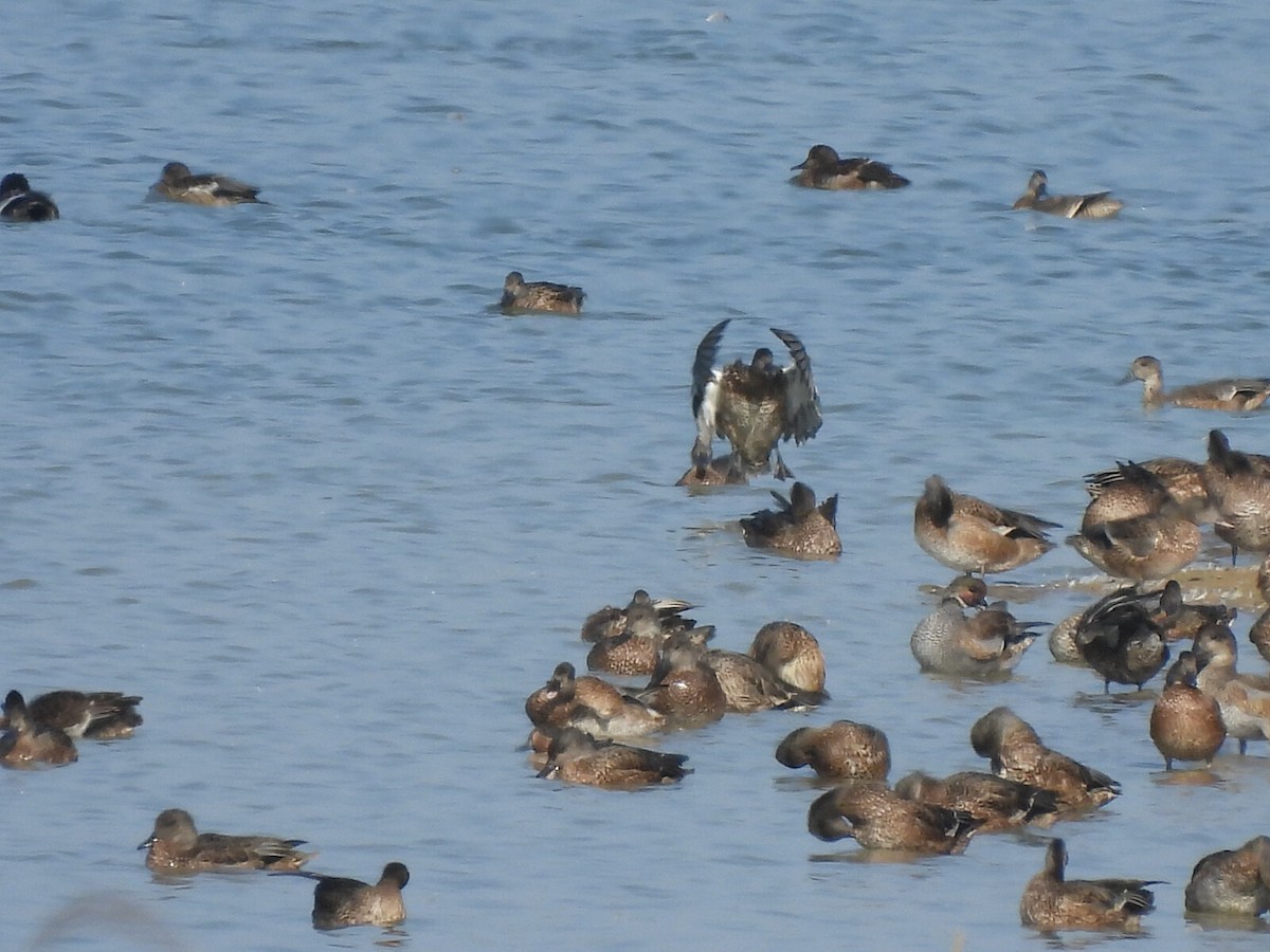 Falcated Duck - ML640708612