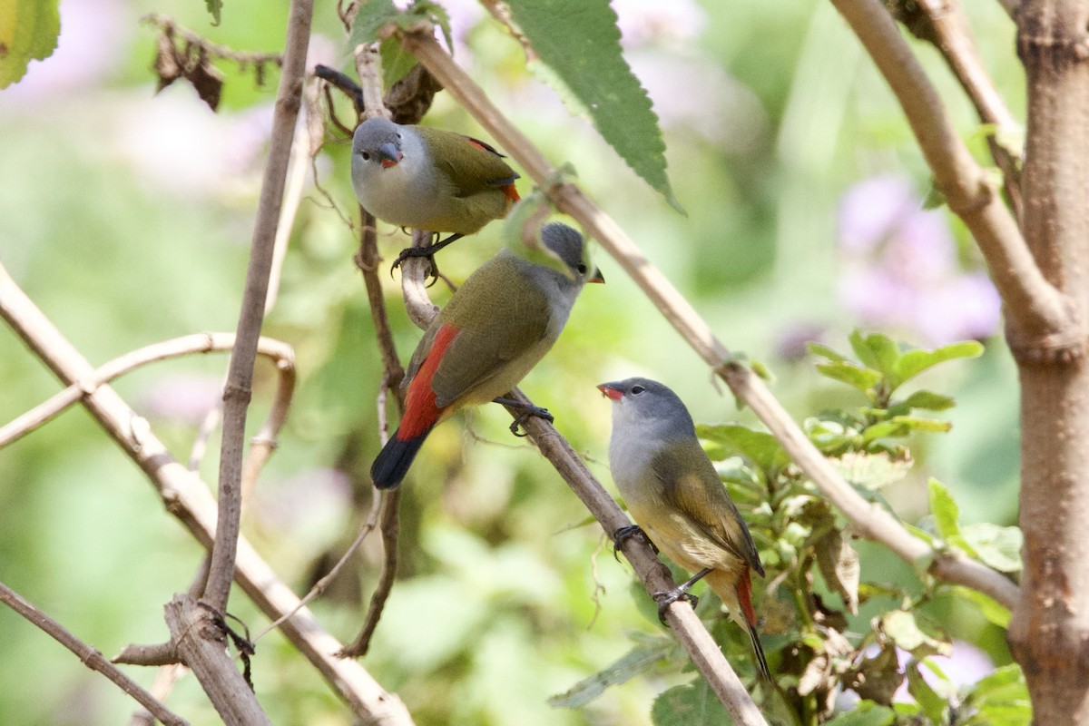 Yellow-bellied Waxbill - ML640708628