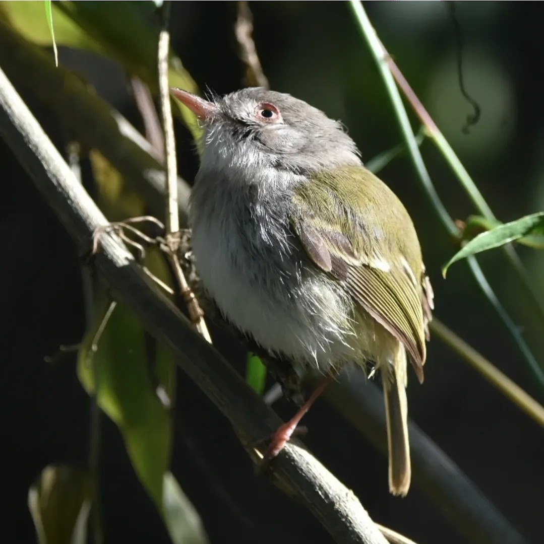 Titirijí Perlado - ML640708685