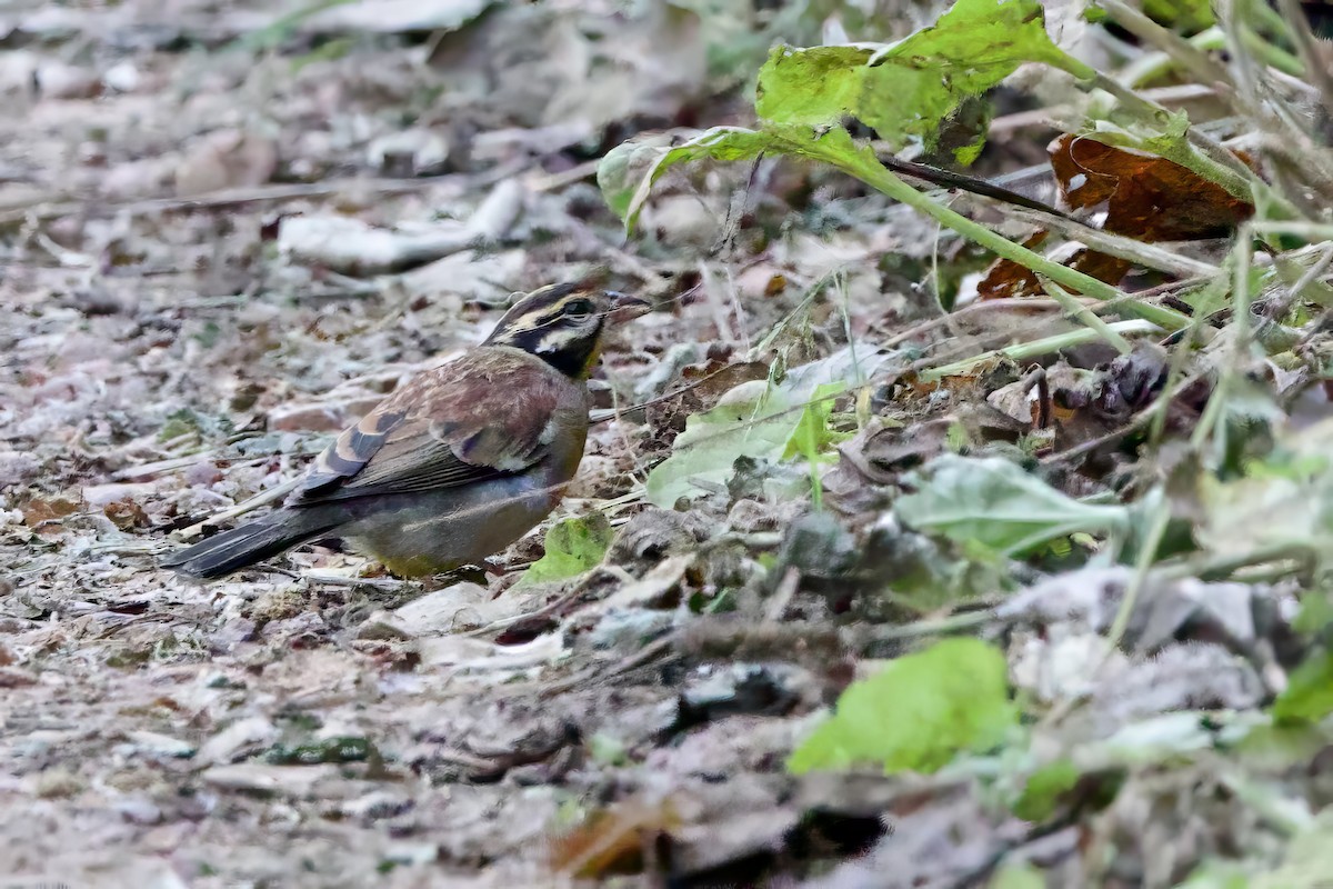 Golden-breasted Bunting - ML640708697